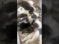The kitten milk bar is open  #NewbornKittens