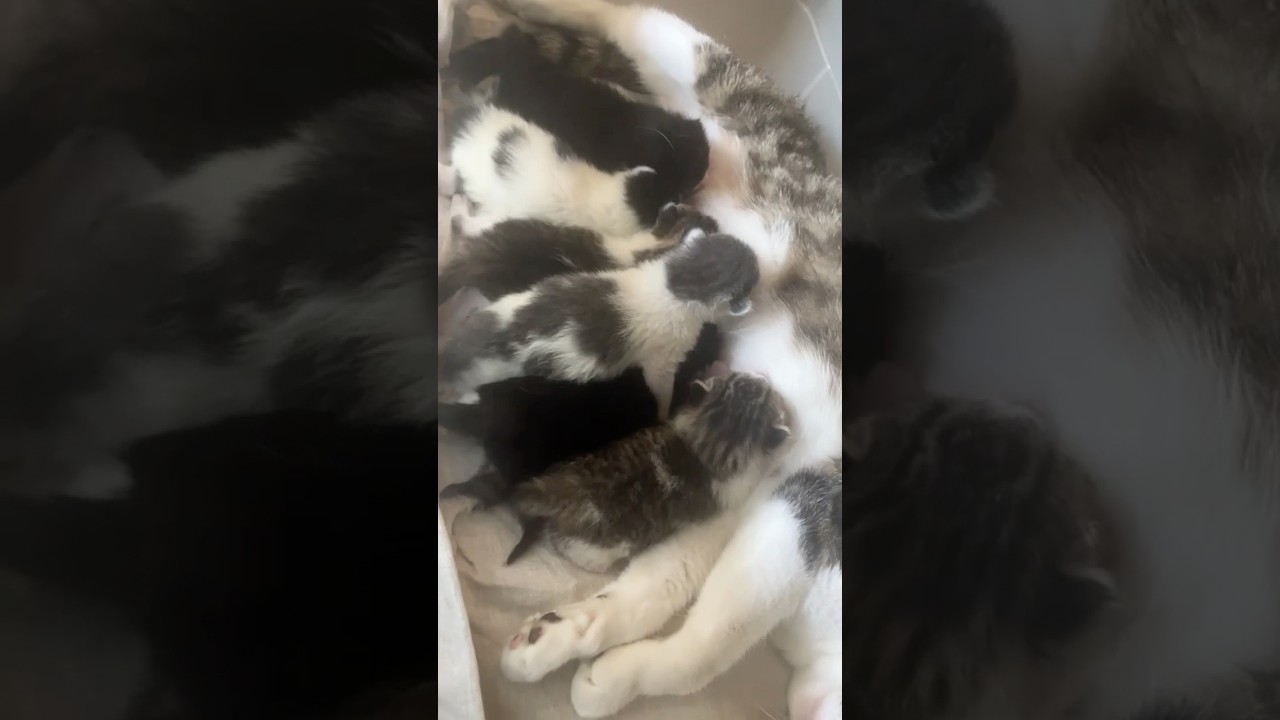 The kitten milk bar is open  