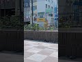 鳩も熱中症対策☀️#鳩 #鳥 #動物#夏 #熱中症
