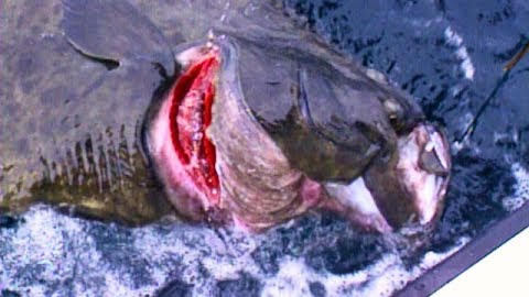Cranking on 300 LB Halibut: Sitka Alaska, Part 3