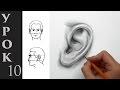 Как нарисовать такое ухо. Как рисовать уши карандашом - видео урок.
