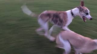 5am whippet zoomies