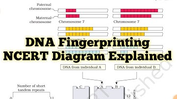 DNA Fingerprinting 🧬 Class 12 NCERT Diagram Explanation | Molecular Basis Of Inheritance Class 12