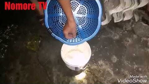 Bắt cá mồi cho cá thác lác cườm (cá nàng hai).