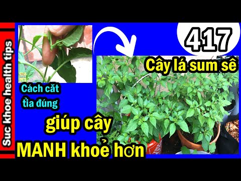 Video: Ớt Serrano là gì: Tìm hiểu về cách trồng và chăm sóc ớt Serrano