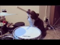 Dog drum jam