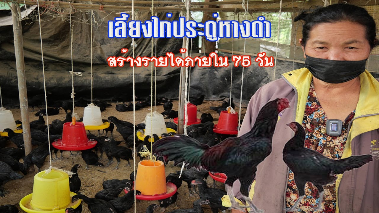 เลี้ยงไก่ประดู่หางดำ..สร้างรายได้ภายใน 75 วัน!!!