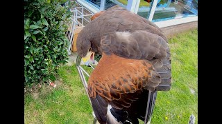 WOODY THE HARRIS HAWK HE’S A STEADY BIRD