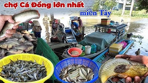 Khám Phá"Chợ Cá Đồng Lớn Nhất Miền Tây "mùa Nước Nổi | Chợ Trường Xuân , Tháp Mười