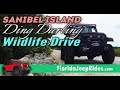 Sanibel Island's Ding Darling Wild life drive is paved now...