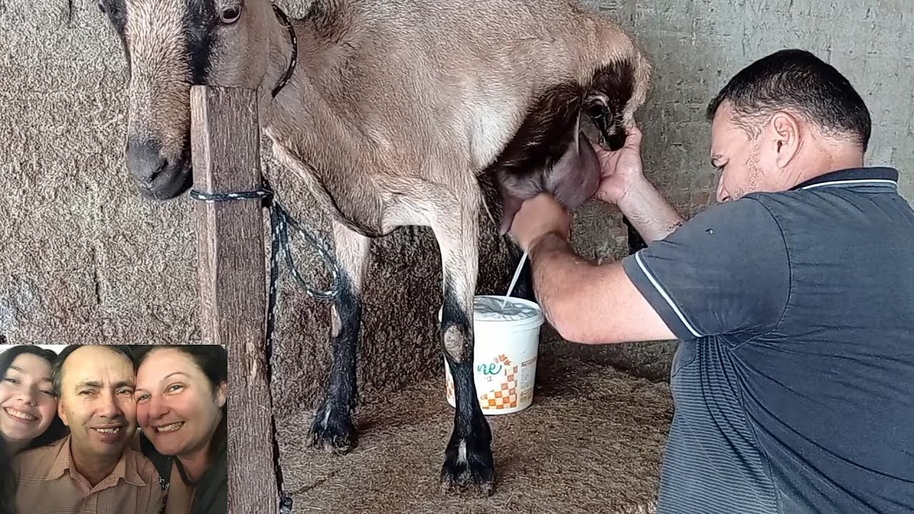 SEU SEVERINO TIRANDO LEITE DAS CABRAS HOJE ELE ESTÁ APRESSADO CAPRIL SÃO RAFAEL SURUBIM PE