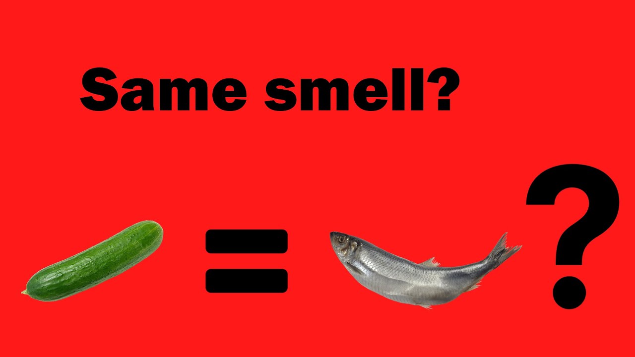Why does some fish smell like cucumber? YouTube