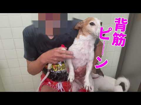 お風呂に入ったジャックラッセルテリアが面白可愛かった