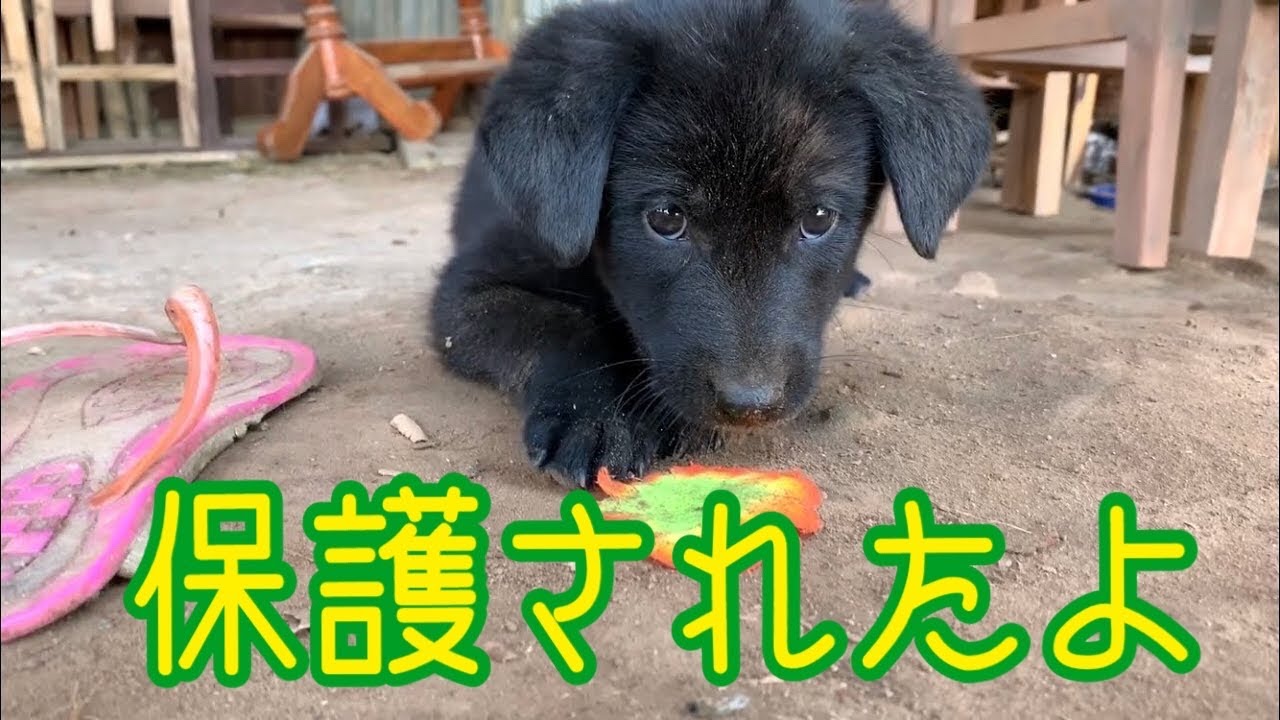 保護犬国ネパール 貧しくても優しい飼い主さんが また野良犬を保護しました Youtube 保護犬国ネパール 貧しくても優しい飼い主さんが また野良犬を保護しました Youtube