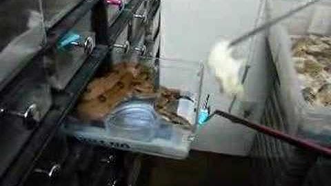 Boaphile Action Video # 2