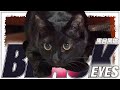黒目黒猫