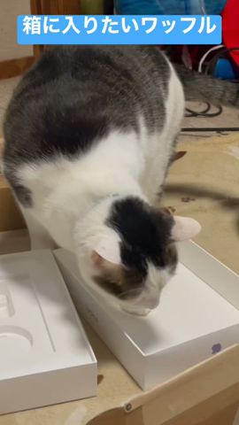 猫に錯視画像見せたら 穴だと錯覚するのか Do Cats Have An Illusion Youtube