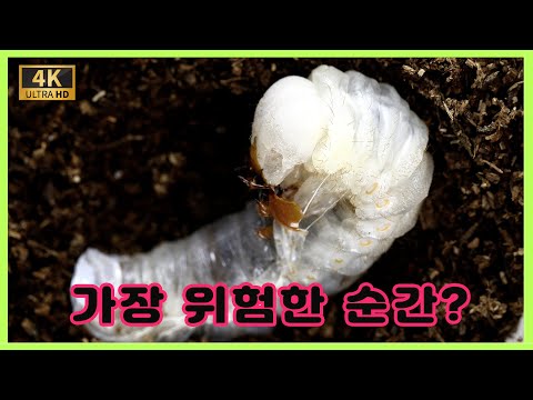 사슴벌레에게 가장 위험한 순간? + 설날 이벤트 [충우곤충박물관]