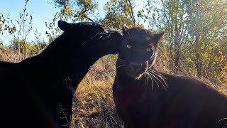 Wild Behaviour of Black Leopard BROTHERS | The Lion Whisperer