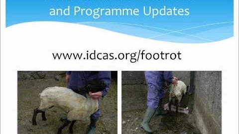 Footrot Eradication