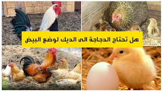 هل تحتاج الدجاجة إلى الديك لوضع البيض........ ⁉️