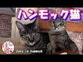 【猫　子猫　cat】ハンモックマンションの住人(猫)紹介