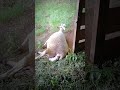 Ewe giving birth (Part 2) 🐑😱