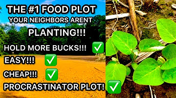 THE BEST DEER FOOD PLOT THAT NO ONE IS PLANTING