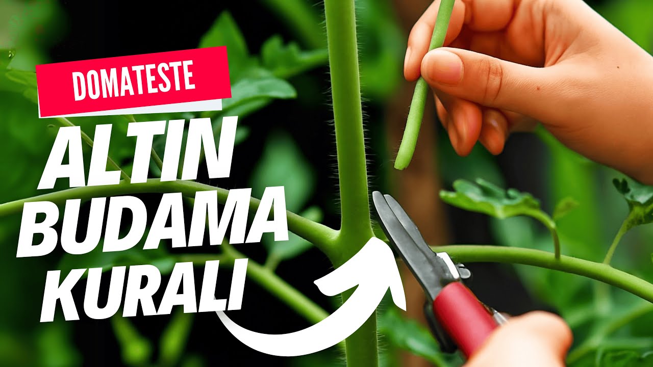 Maksimum Verim için Domates Nasıl Budanır?