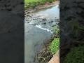 Fish swimming against the current
