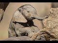 Elephant Calf Born at San Diego Zoo Safari Park