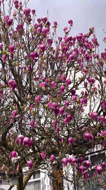 Purple Magcolia