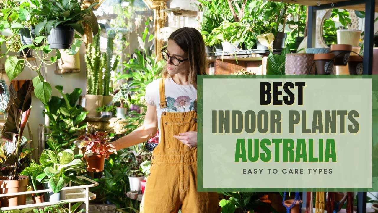 Most popular Indoor Plants (easy to look after type) plants YouTube
