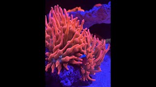 Red Sea G2 Max Nano Xxl - Aquascape Resimi