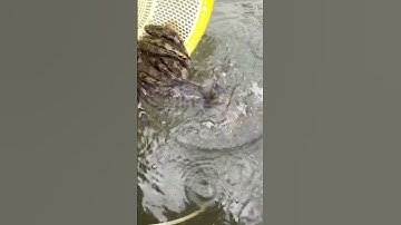 Cá bống tượng giống 35k, cung cấp cá bống tượng nuôi vỗ béo và thu mua cá bống tượng, hỗ trợ nuôi.