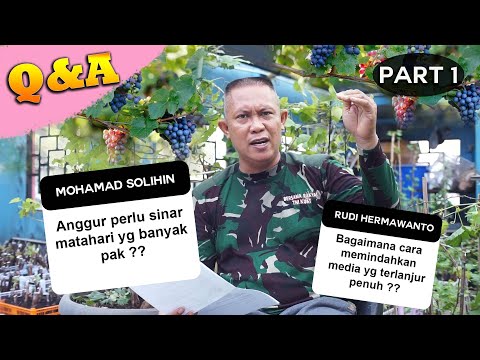 Video: Bagaimana Anda Harus Memilih Anggur Anda?