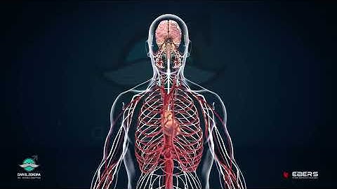 How does an erection occur in men ?