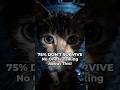 This Feral Cat Fact Will Break Your Heart😢 #adoptstrays #shortsvideo #shortvideo