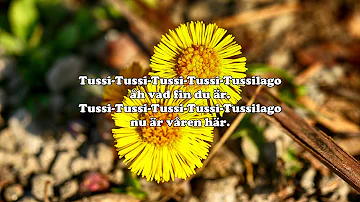 Vad heter alla vårblommor?