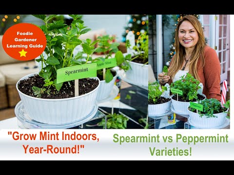 Grow Mint Indoors: Spearmint and Peppermint Plant Varieties! Foodie Gardener, Shirley Bovshow