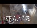 死んでる