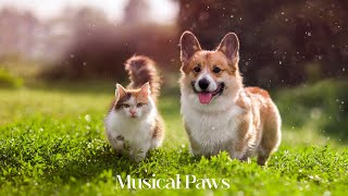 Relaxing Music For Dogs and Cats Relieve Stress! Helps Relax And Soothe Your Pet