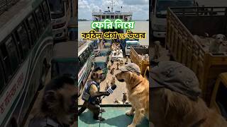 Monkey Reporter Interviews Dogs on Ferry 😂 | Crazy Animal News Viral Video#animalinterview#shorts