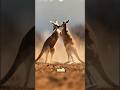 The Amazing Kangaroo — Australia’s Jumping Wonder 🦘 | 8K Wildlife Documentary #facts #treekangaroos
