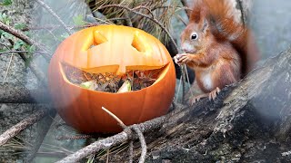 Red Squirrel enjoying some Halloween Pumpkin enrichment at Paradise Park in Cornwall by Paradise Park and JungleBarn Cornwall 110 views 2 years ago 37 seconds