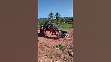 Monster with a Shrimp