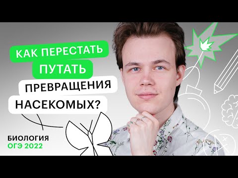 Как перестать путать превращения насекомых?