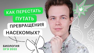 Как перестать путать превращения насекомых?