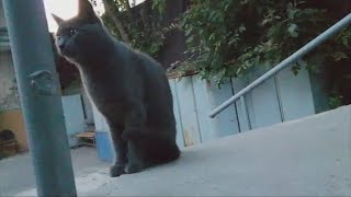 Приколы с котами...очень любопытная кошка Приколы с котами...очень любопытная кошка