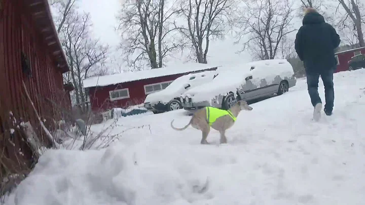 whippets in the snow